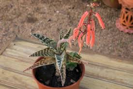 Image result for Aloe canis