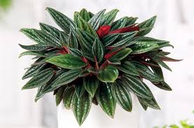 Learn more about this plant's care, requirements and growth. Discontinued Products Page Garden Goods Direct Peperomia Plant Peperomia Caperata Peperomia