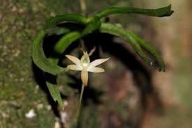 Image result for Angraecum cultriforme