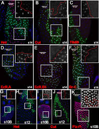 Check spelling or type a new query. Nuclear Receptor Ftz F1 Promotes Follicle Maturation And Ovulation Partly Via Bhlh Pas Transcription Factor Sim Elife