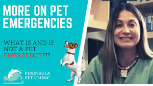 Apply to call center representative, mental health technician, patient services representative and more! Peninsula Pet Clinic San Pedro Emergency And Urgent Care Veterinarian