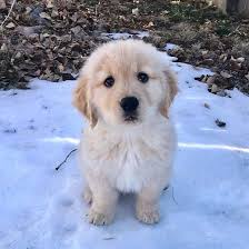 Dog Puppy Animal In 2020 Big Fluffy Dogs Fluffy Dogs Retriever Puppy
