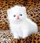 Kittens for Sale\Persian Kittys\Himalayan Kittens ...