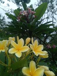 Bunga kamboja simbol keindahan adenium symbol of beauty steemit. Harga Tanaman Kamboja Bali Bunga Warna Kuning Tinggi 1 Sampai 1 5 Meter Rp 50 000 Sinox Nursery