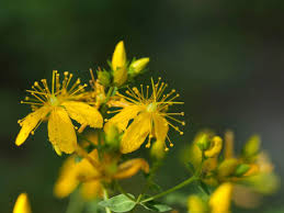 Image result for Hypericum humbertii