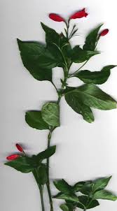 Image result for Ruellia brevifolia