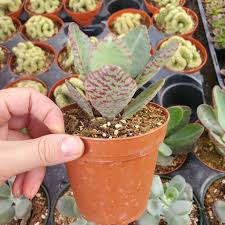 Image result for Kalanchoe humilis
