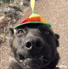 Propeller Hat Gif Propeller Hat Dog Discover Share Gifs Https Tenor Com View Propeller Hat Dog Gif 11699767 Dog Gif Dog Animation Dogs