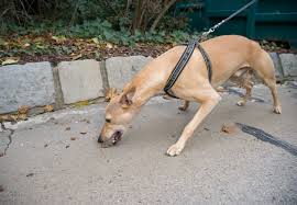 Maybe you would like to learn more about one of these? What To Do If Your Dog Eats Poisoned Bait Publications Guides Our Stories Four Paws International