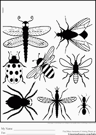 Select from 35478 printable coloring pages of cartoons, animals, nature, bible and many more. New Insect Coloring Sheets Free Coloring Sheet Widetheme Coloring Home