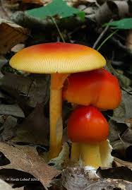 Pin On Fungus