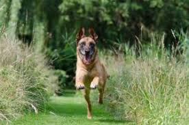 Which Breed Of Dog U S Use Of Secret Service Exclusively Dresser Un Chien Chien Cloture Chien
