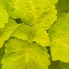 Coleus Seeds Fairway Yellow Chartreuse Leaves With Softer Yellow Veins Very Showy Shade Loving F Foliage Plants Shade Plants Container Shade Garden Plants