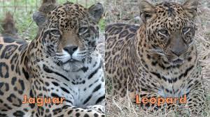 We did not find results for: Jaguar Vs Leopard Faq Friday Youtube