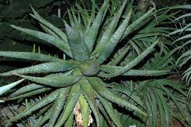 Image result for Aloe wollastonii