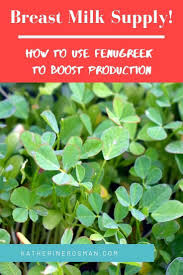 How to apply fenugreek paste on your. Fenugreek For Increasing Milk Supply Does It Work And How Do I Use It
