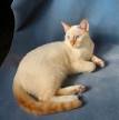 What Is a Flame Point Siamese Cat? | Reference
