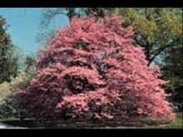 Flowers and trees music video. Jim Reeves The Flowers The Sunset The Trees Youtube