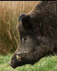 Instagram Photo By Passion Chasse Mar 30 2016 At 6 19pm Utc Hog Dog Boar Hunting Wild Boar