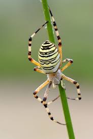 Black And Yellow Striped Spider Uk Argiope Bruennichi Garden Spider Spider Arachnids