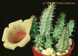 Image result for Triumfetta angolensis