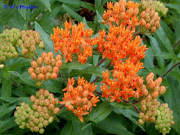 Butterfly Flower Asclepias Tuberosa Easy Care Perennials Asclepias Tuberosa Asclepias Growing Gardens