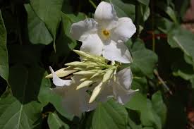 Image result for dipladenie suaveolens obrázek