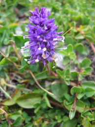 Image result for Veronica abyssinica