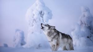Comments for the wolf in snow wallpaper. Wolf Is Howling Standing On Snow In Snow Field Background Hd Wolf Wallpapers Hd Wallpapers Id 62051