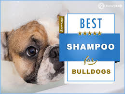 These substances, called allergens, can be pollen molds in my opinion, allergic problems tend to be inherited. Bulldog Shampoo 6 Best Shampoos For A Bulldog In 2021