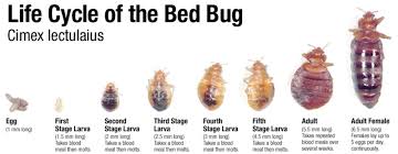 You are much more likely to find a dead bed bug than a living one. I M Afraid Of Bed Bugs And Infestation Help Ask An Entomologist