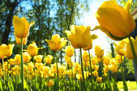 The spring 2021 colors are full of airy, happy pastels. Spring Equinox First Day Of Spring 2021 National Awareness Days Calendar 2021