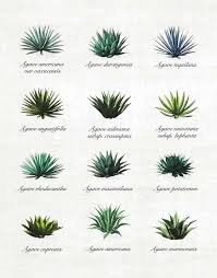Image result for Agave