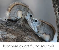 Check spelling or type a new query. Japanese Dwarf Flying Squirrels Japanese Meme On Me Me