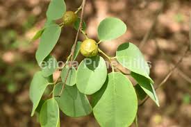 Image result for Cleistanthus schlechteri