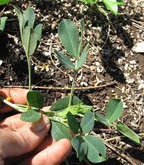 Image result for Arachis hypogaea