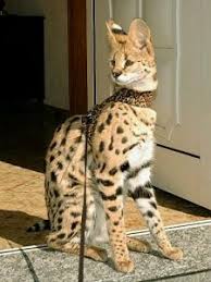 The savannah is an active, adventurous cat who needs his or her playtime. Savannah Cat Savannah Kittens Cats Savannahcat And Wildcats Servals