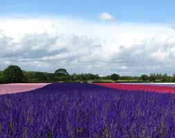 Find images of lavender flowers. 5 Beautiful Flower Fields You Won T Believe Are In Britain