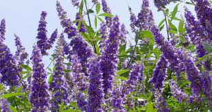 Image result for Vitex sp. A
