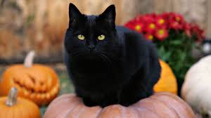 Check spelling or type a new query. Apa Impian Kucing Hitam Tentang Kucing Hitam Kucing Impian