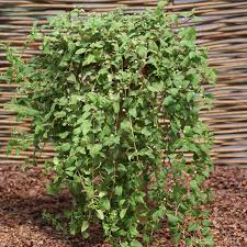 Image result for Lippia woodii