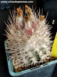 Image result for Tinnea eriocalyx