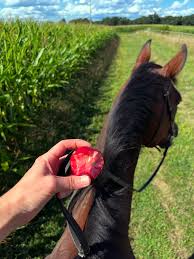Pick an apple from the horse, eat the apple on the horse, share the apple  with the horse, on a day as beautiful as today….😌