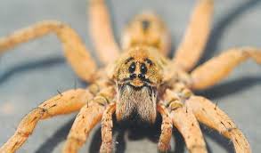 Wolf spiders are easy to deal with. In Your Colorado Garden Spiders Are Mostly Superheroes Except One The Denver Post