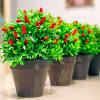 The small, slightly wrinkled peppers are 1.5 to 2.5 cm long and grow pointing upwards in clusters of 2 or 3. 1
