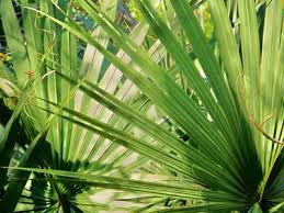 Its ripe fruit is used to make medicine. Saw Palmetto Serenoa Repens Health Benefits And Therapeutic Value