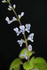 Harfenstrauch Aus Sudafrika Harfenstrauch Balkon Pflanzen Zimmerpflanzen