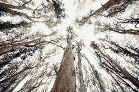Eucalyptus is very important and highly exploited plant because of its wood and oil. Eucalyptus How California S Most Hated Tree Took Root Kqed