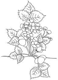 coloriage d un beau fraisier en fleurs tete a modeler printemps maternelle gratuit