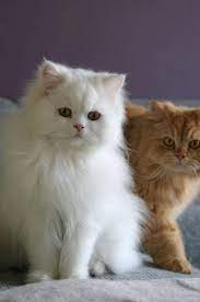 Persian Facts And Information Viovet